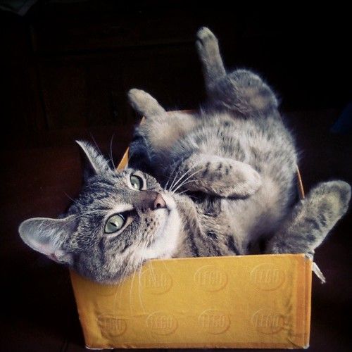 Cota do gato da família
