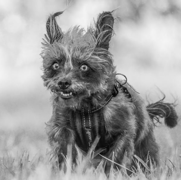 Ensaio fotográfico com o pet